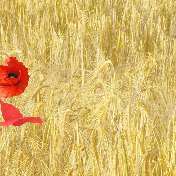 Avis de décès de Madame Colette DANSET