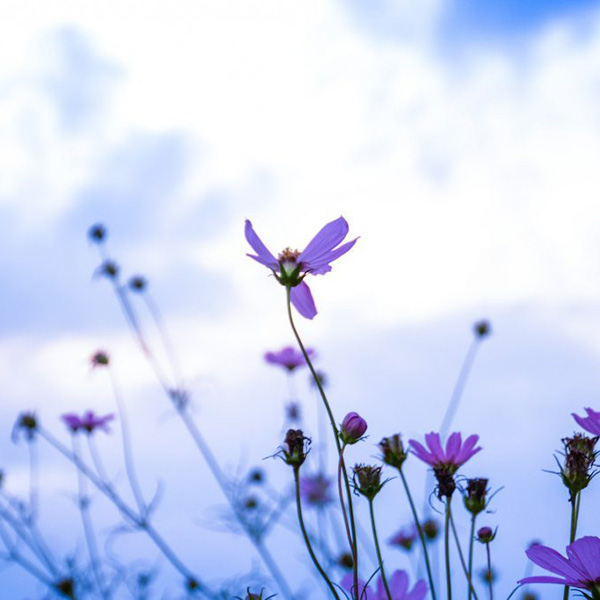 Avis de décès de Monsieur HOUTEKIET