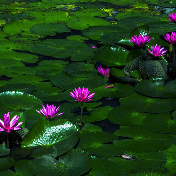 Avis de décès de Madame Sylvie LECLERCQ