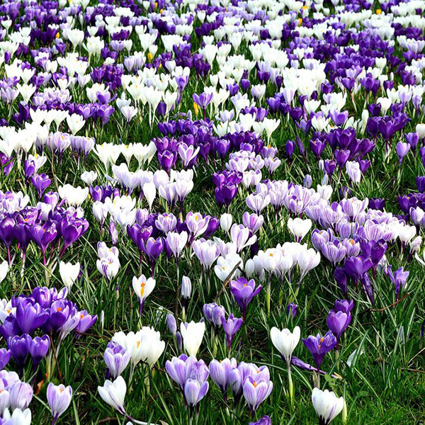 Avis de décès de  Francis DAMIDE