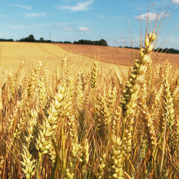 Avis de décès de Monsieur  HOUTEKIET