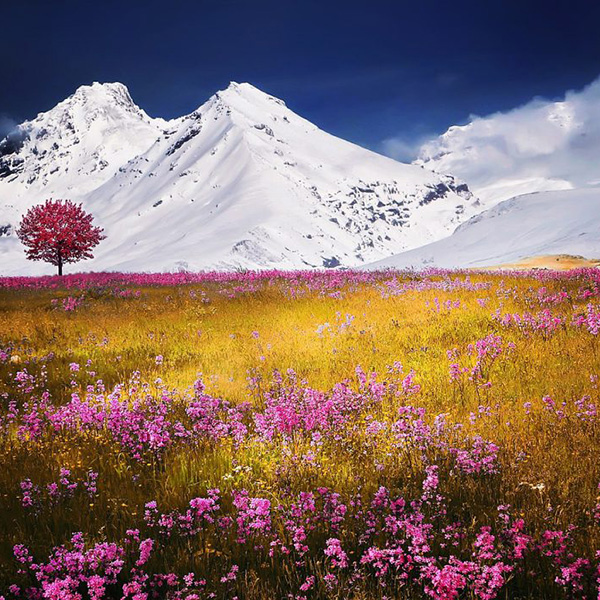 Madame Jeannine FREMAULT