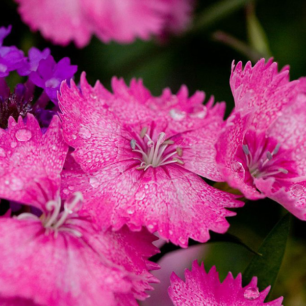 Avis de décès de Madame Jeannine FREMAULT