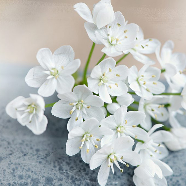 Avis de décès de Madame Colette DANSET