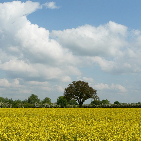 Avis de décès de Madame Bernadette THAÏS