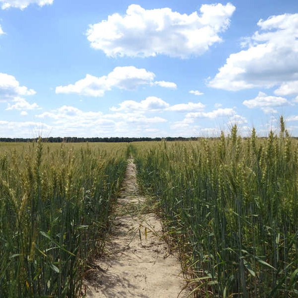 Madame Colette DANSET