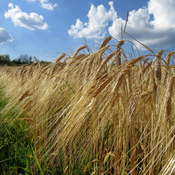 Avis de décès de Monsieur HOUTEKIET